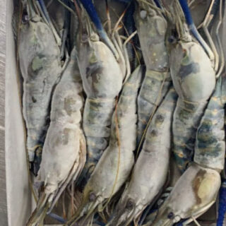 Fresh water shrimp 1