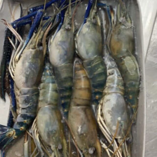 Fresh water shrimp 2