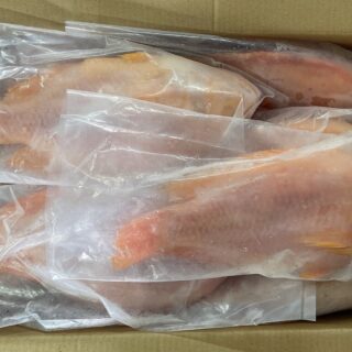 Red tilapia GS 2