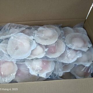 Scallop half shell
