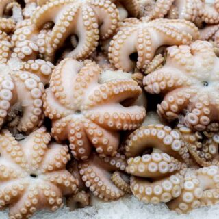 octopus1