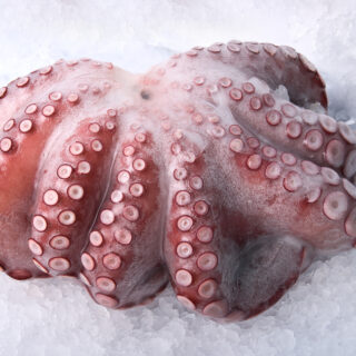 Octopus,Isolated,On,The,White,Background