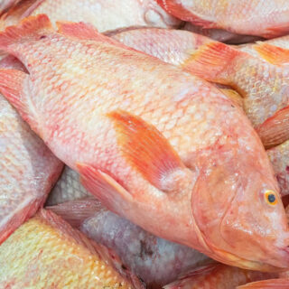 red-tilapia